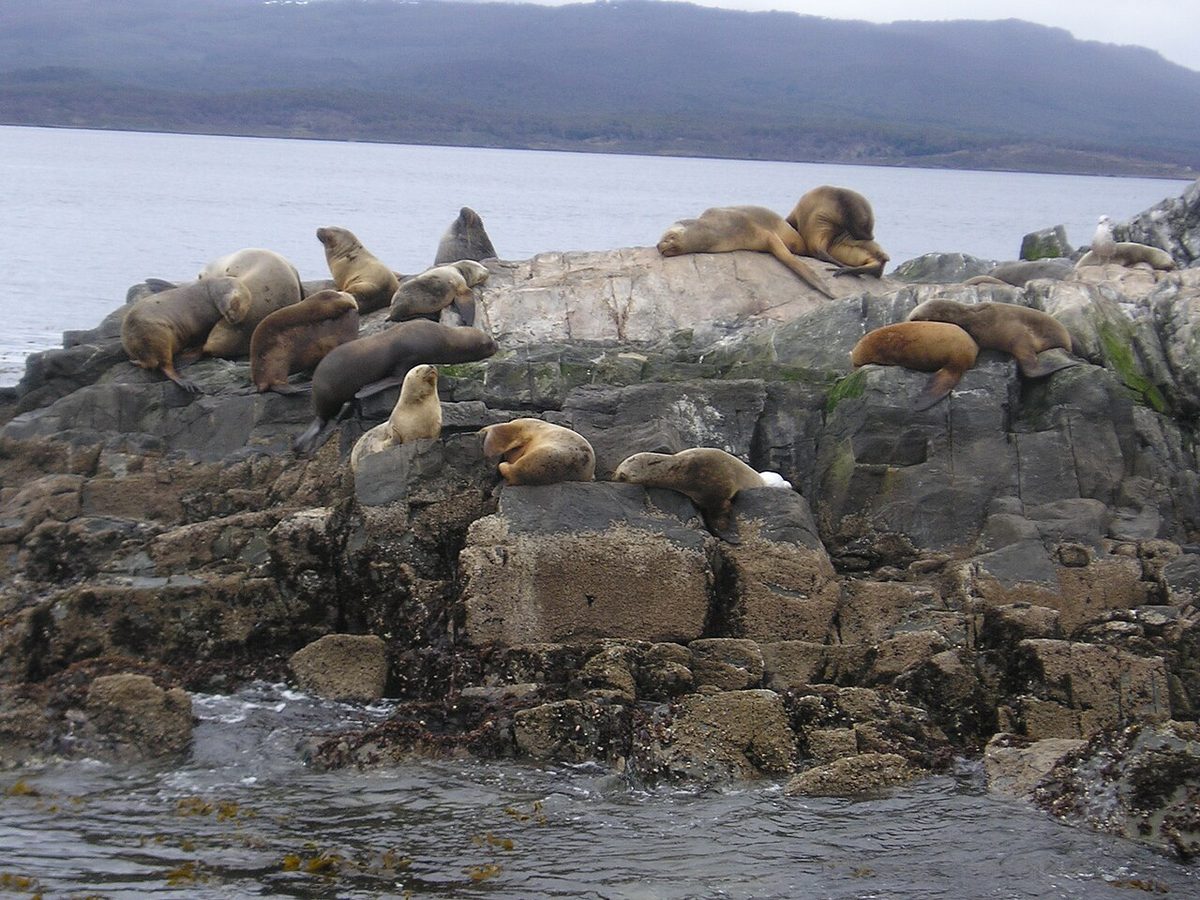 Sea lions on rocks in the Beagle Channel near Ushuaia, a family boat-trip highlight