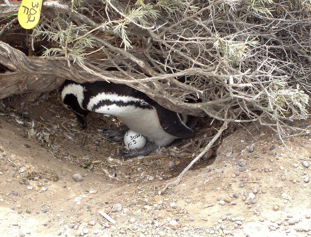 Magellanic penguins at a coastal colony in Patagonia, a favorite with kids