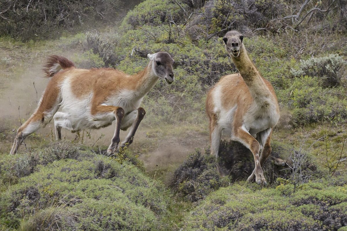 A guanaco grazing in front of mountains, easy wildlife to spot with children