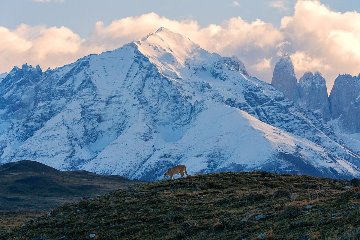 A wild puma in Torres del Paine National Park, best tracked in Patagonia winter