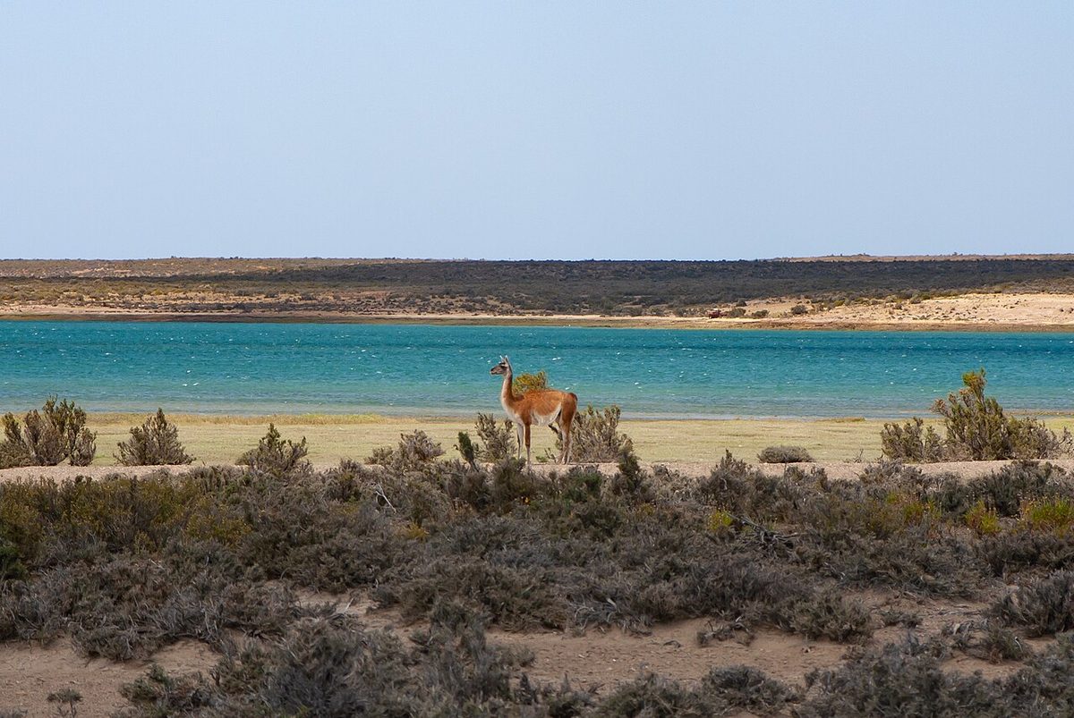 Guanaco grazing on the open steppe with mountains behind in Patagonia