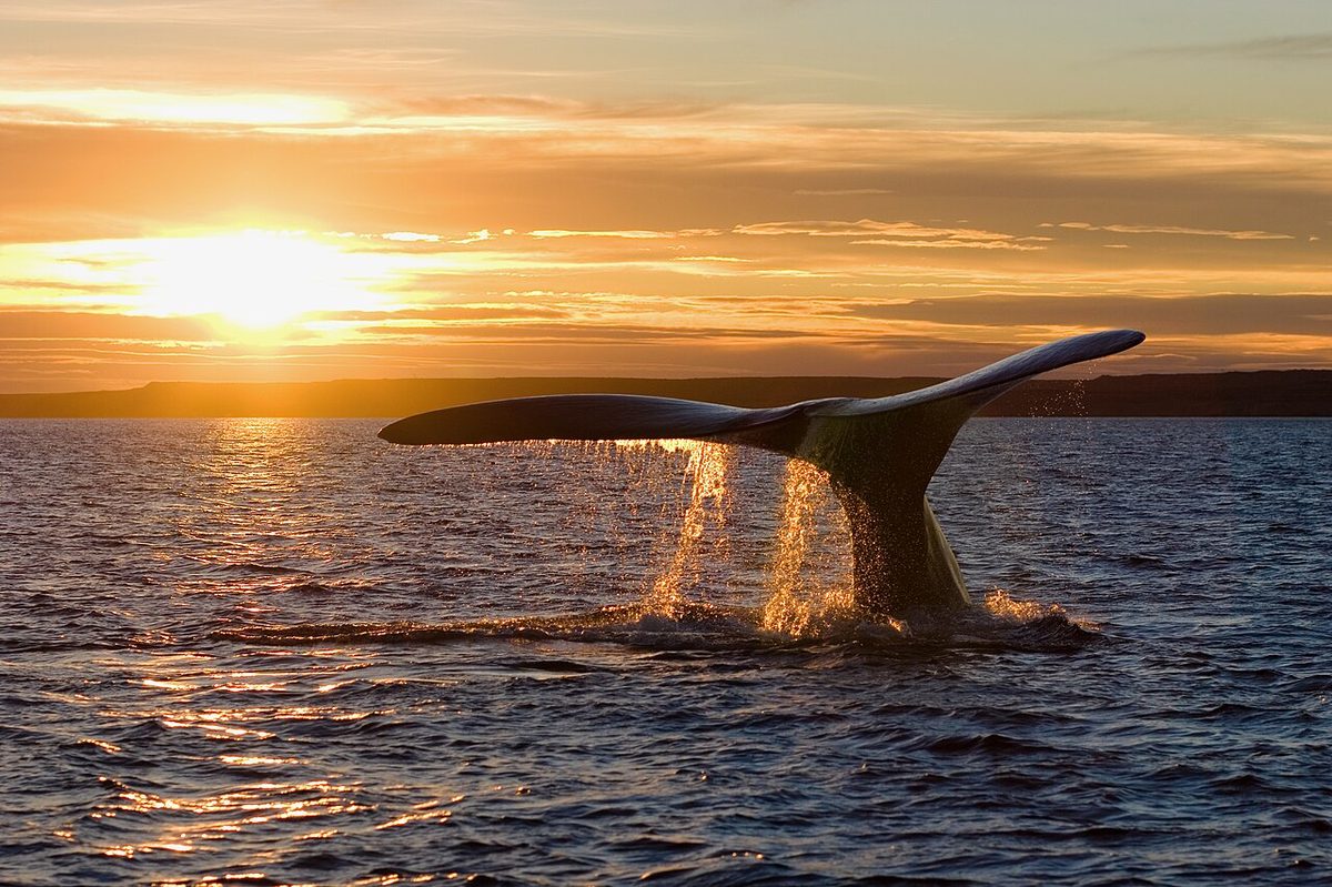 Southern right whale surfacing near a boat off Peninsula Valdes during whale watching season