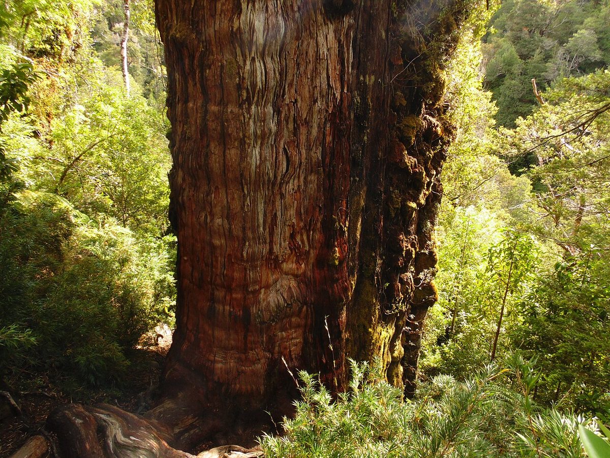 Ancient alerce tree towering in the Valdivian forest of Los Alerces