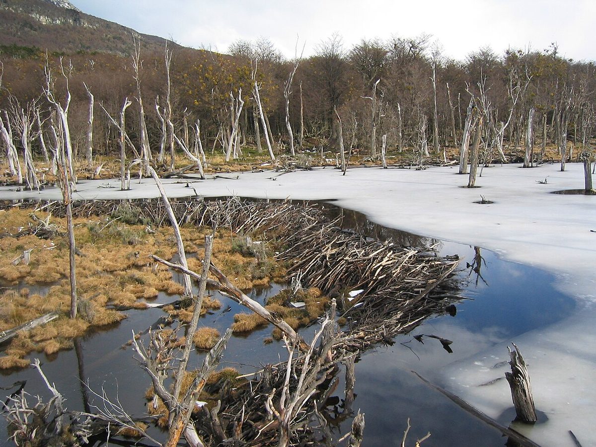 Forest, bay and mountains in Tierra del Fuego National Park near Ushuaia