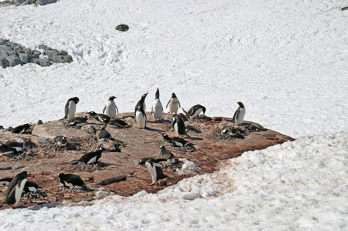 Gentoo penguins on the snow during an Antarctic Peninsula landing