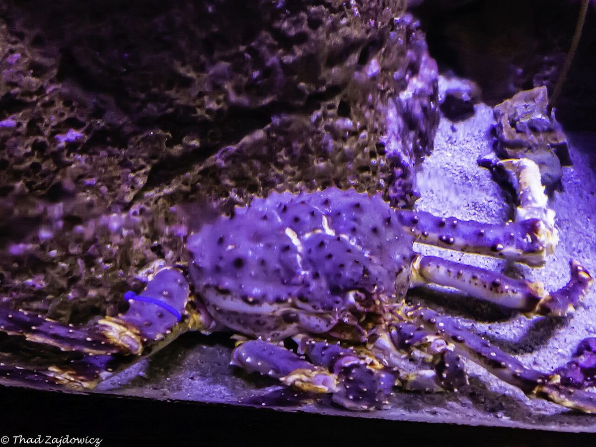 Southern king crab (centolla), the centerpiece of a Puerto Almanza king crab lunch