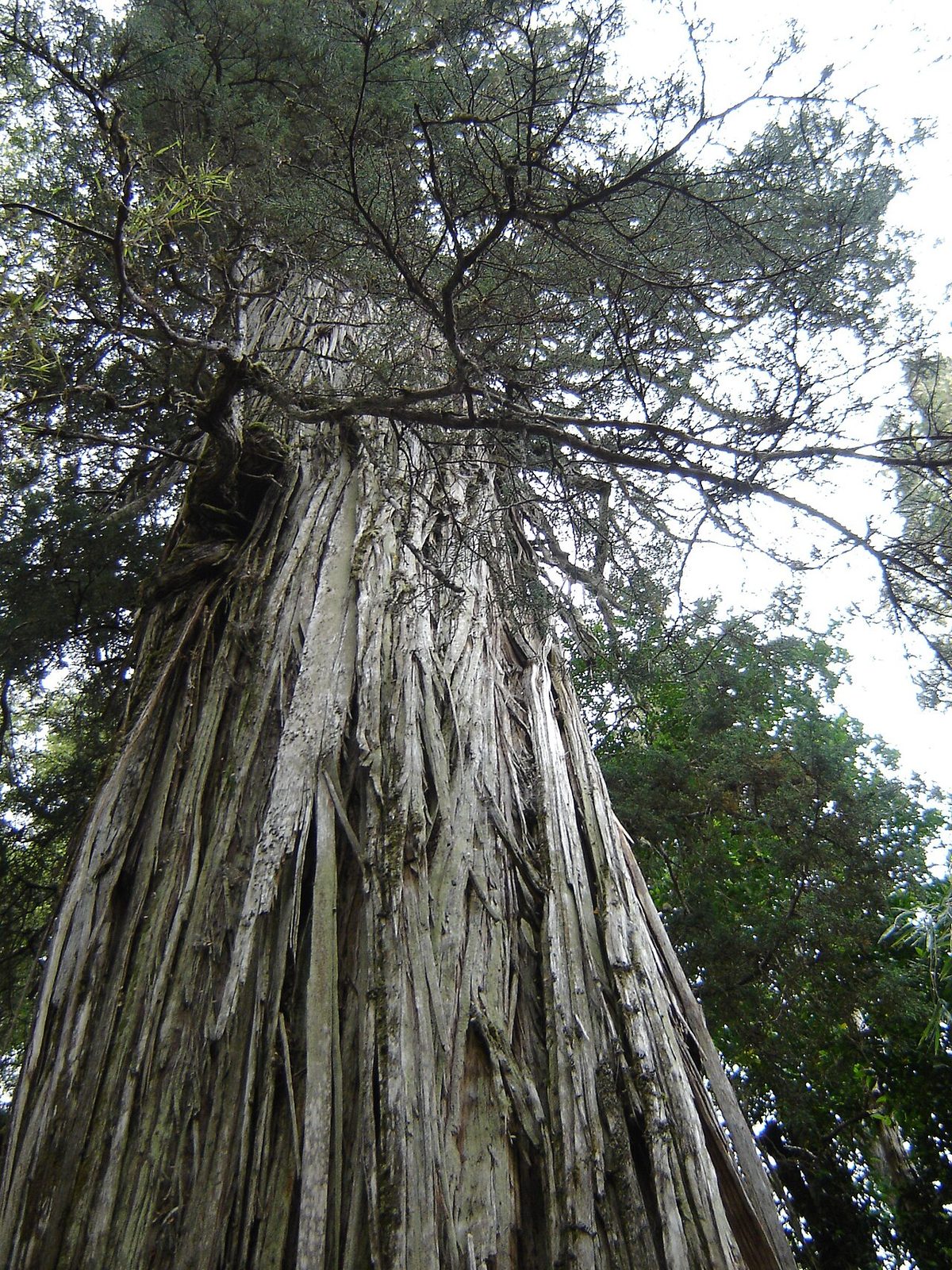Ancient alerce (Fitzroya) tree in the temperate rainforest of Parque Pumalin