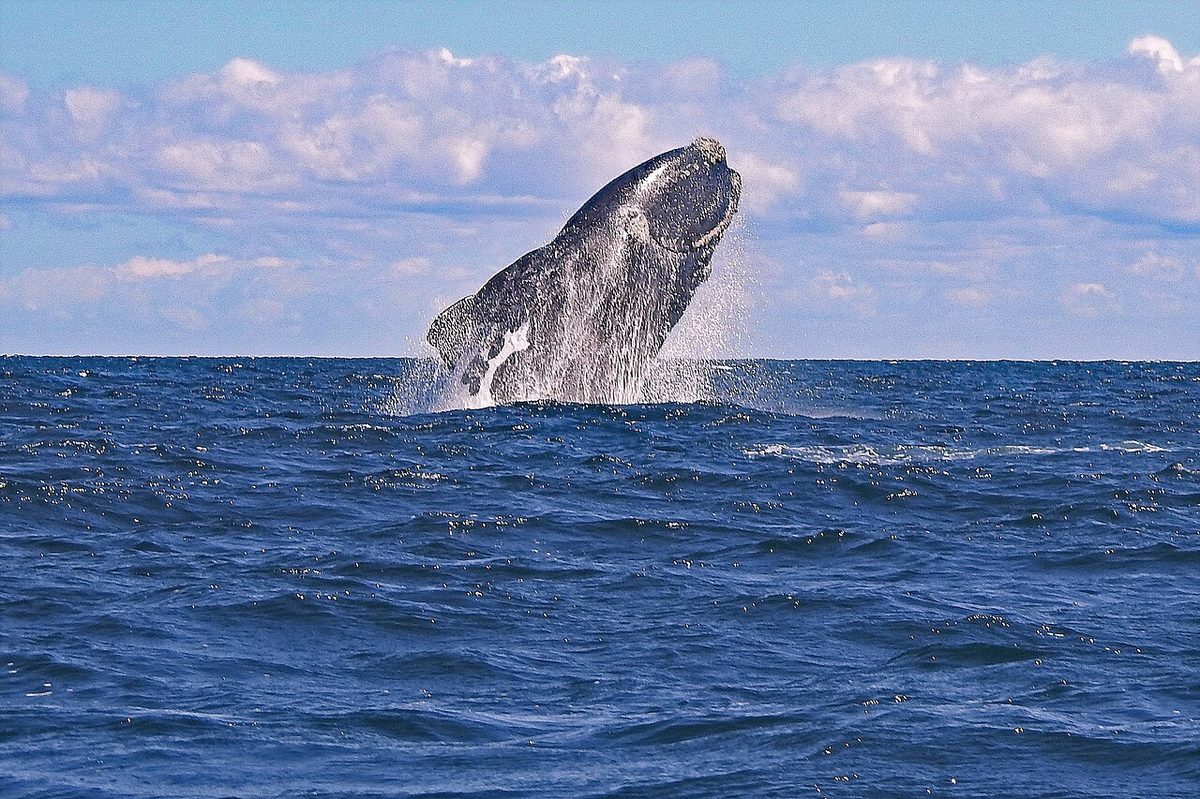 Southern right whale surfacing off Puerto Madryn, the heart of Puerto Madryn whale watching