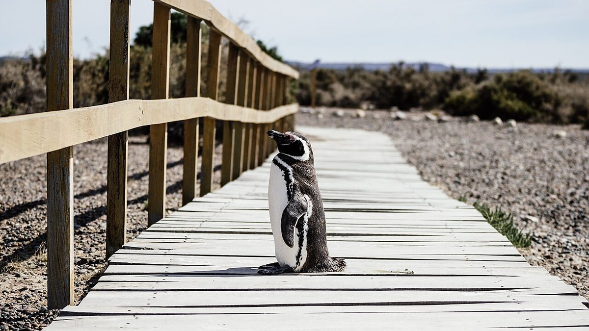 Coast and steppe of Peninsula Valdes, the UNESCO wildlife reserve this Peninsula Valdes guide drives