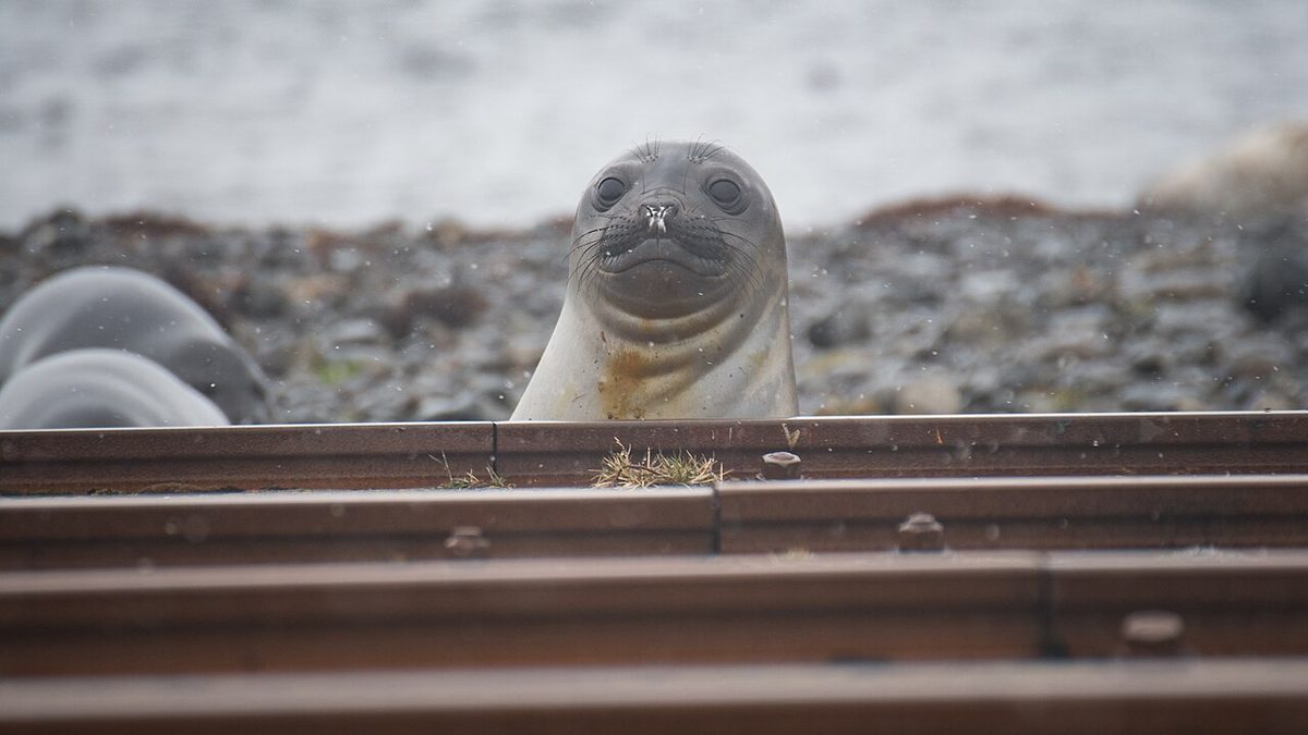 Southern elephant seals hauled out on a Peninsula Valdes beach near Caleta Valdes