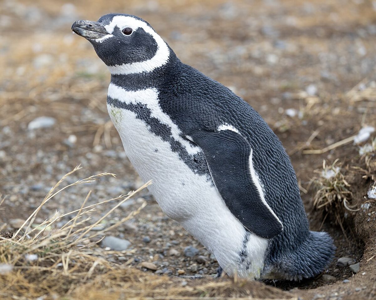 A Magellanic penguin standing on a gravel path, one of the penguins in Patagonia