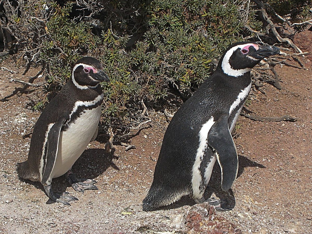Magellanic penguin colony at Punta Tombo, the largest Magellanic colony in Patagonia