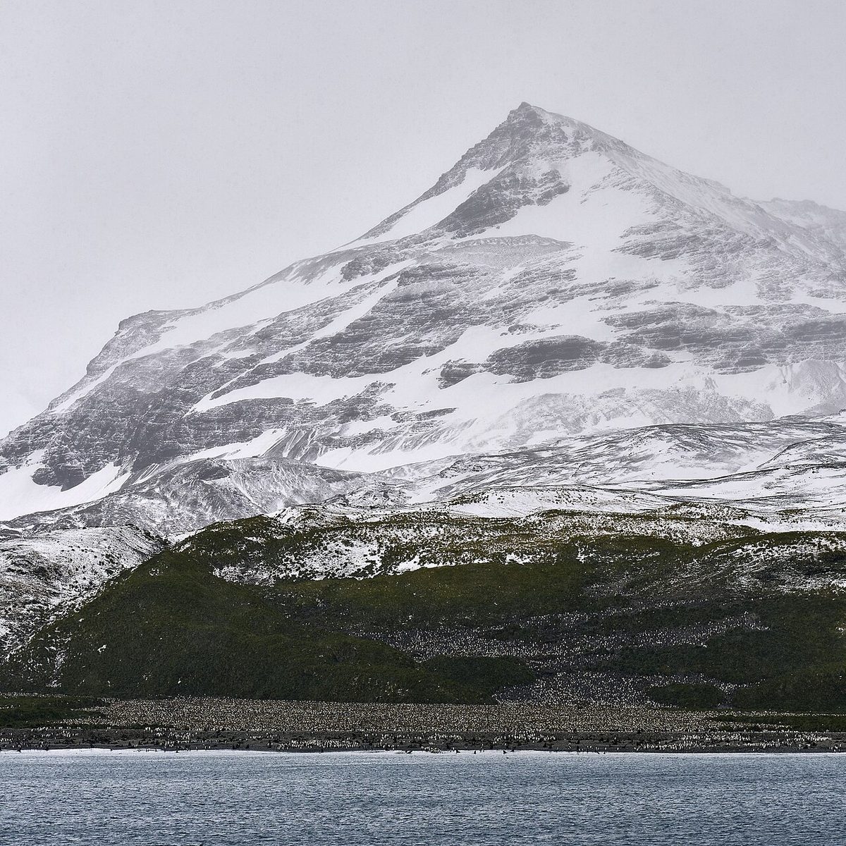A king penguin in Tierra del Fuego, the only king penguin colony among penguins in Patagonia