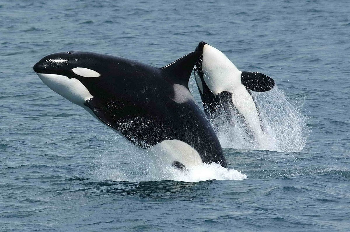 Killer whale breaking the surface, the resident pod famous for intentional beaching at Punta Norte