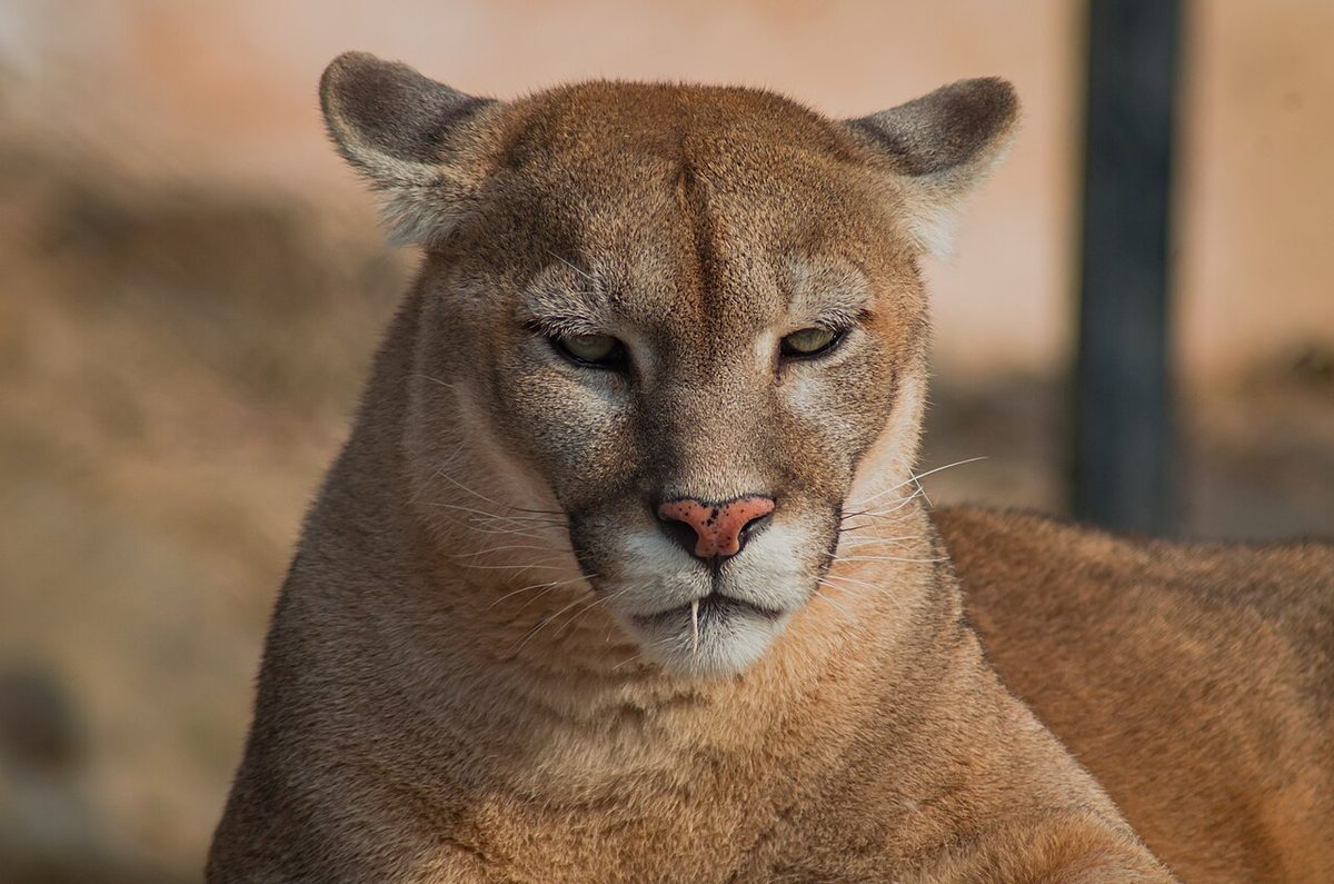 Wild puma resting on the Patagonian steppe during a puma tracking Patagonia safari in Torres del Paine