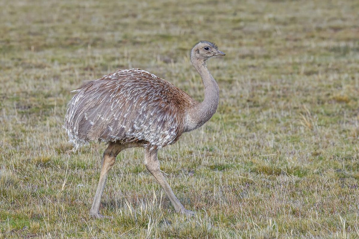 Darwin's rhea (lesser rhea or ñandú) on the open Patagonian steppe, a flightless bird to watch for