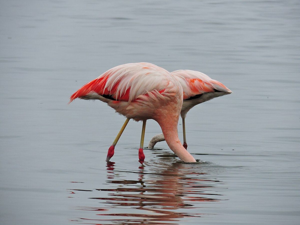 Chilean flamingos feeding in a shallow Patagonian lagoon, a highlight of Laguna Nimez birds