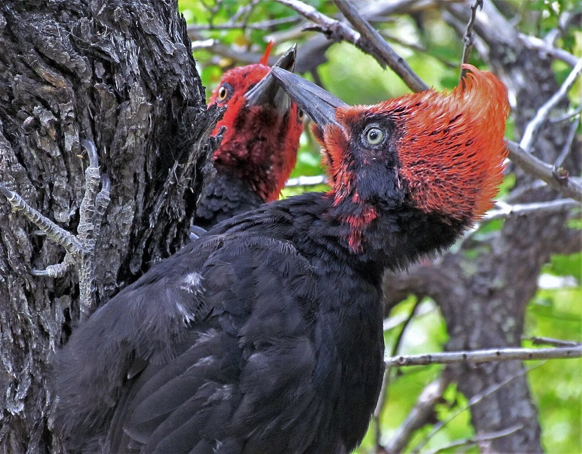 Male Magellanic woodpecker with red head in Nothofagus forest, a key Tierra del Fuego bird
