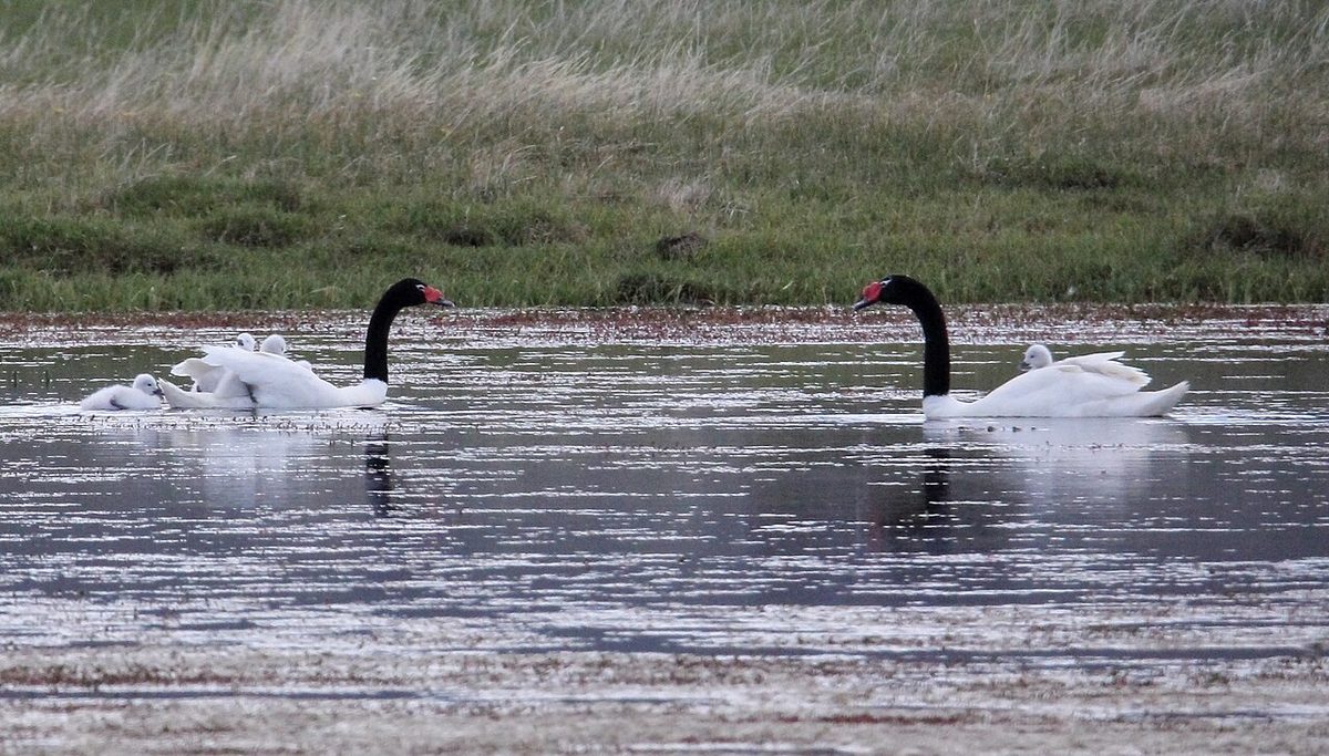 Black-necked swan on open water, a common waterbird for Patagonia birdwatching at Laguna Nimez