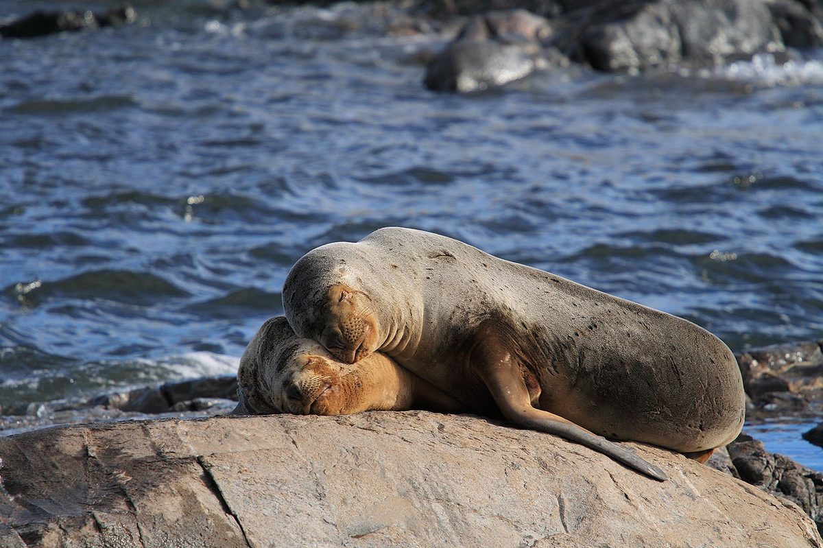 Sea lions and seabirds on the rocky coast near Ushuaia, Tierra del Fuego