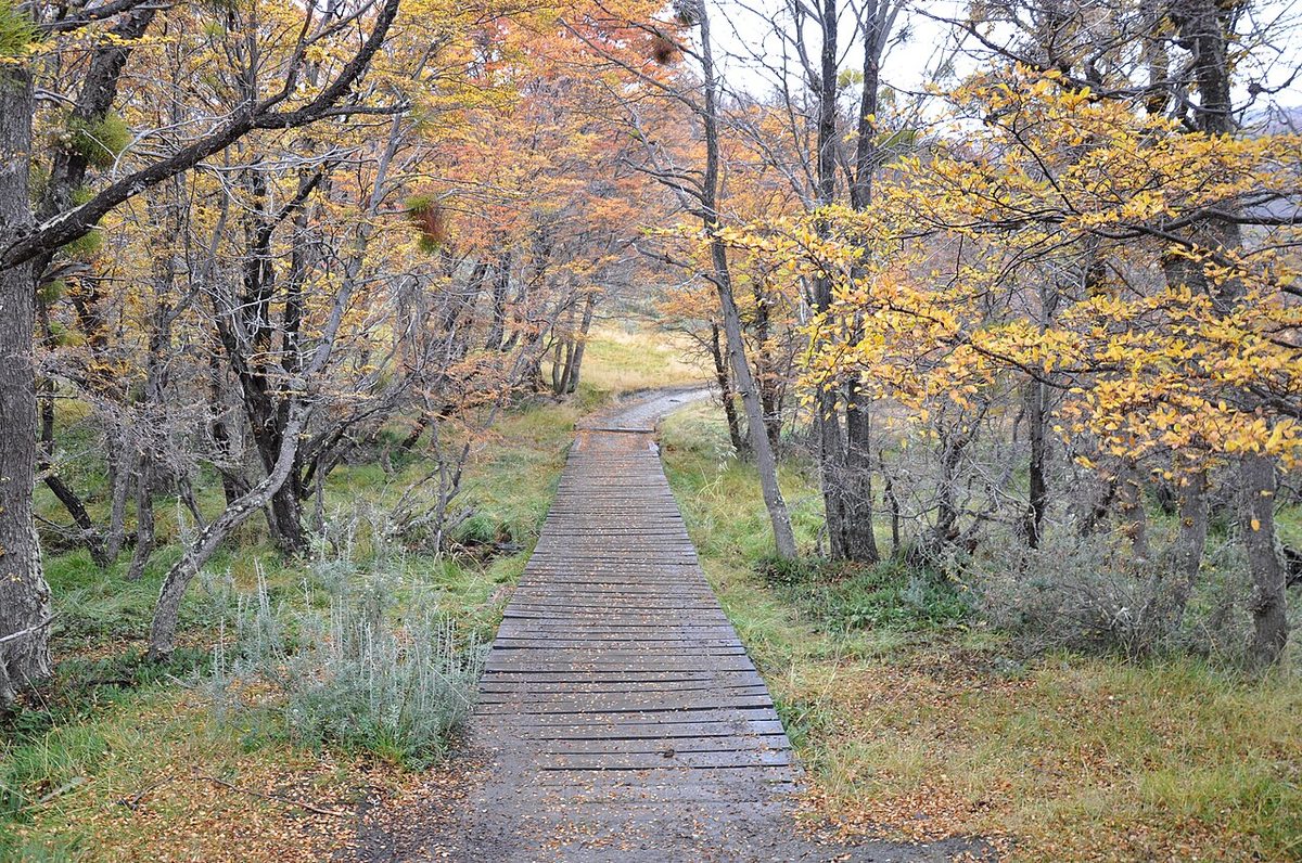 Forest, wetlands and mountains around Ushuaia in Tierra del Fuego