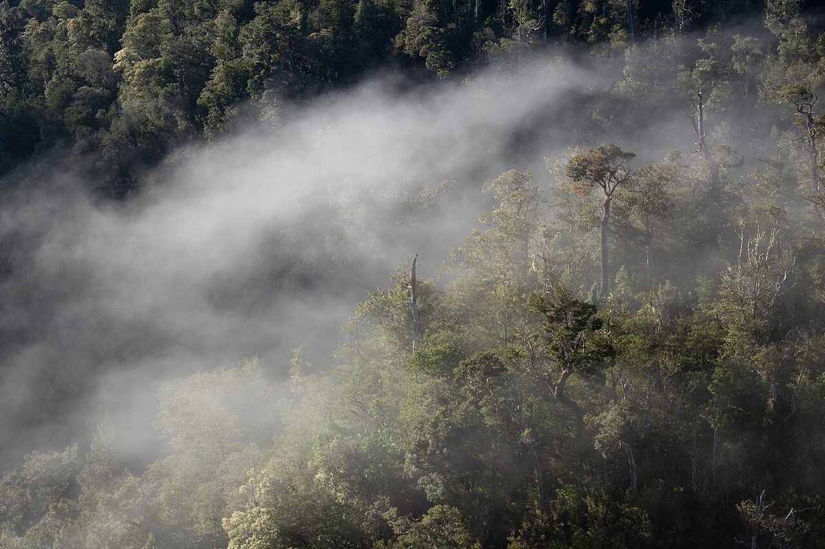 Cloud forest in Alerce Andino National Park, Chile, one of several parks charging its own separate fee