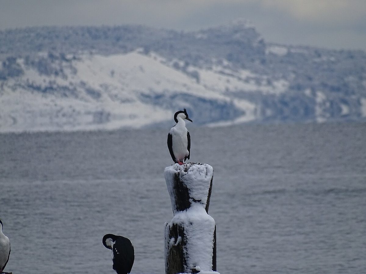 A cormorant on a snow-capped post off the Puerto Natales waterfront, with the far shore of the sound behind