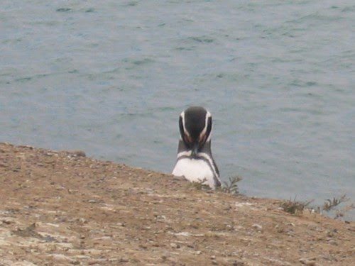 A Magellanic penguin standing on the shore above the sea on the Patagonian coast