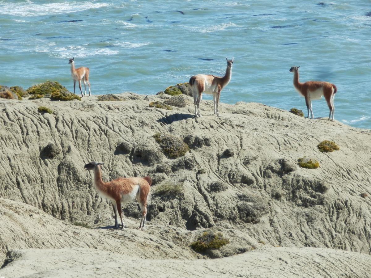 Guanacos on a rocky shoreline in Monte León National Park, on the Santa Cruz coast