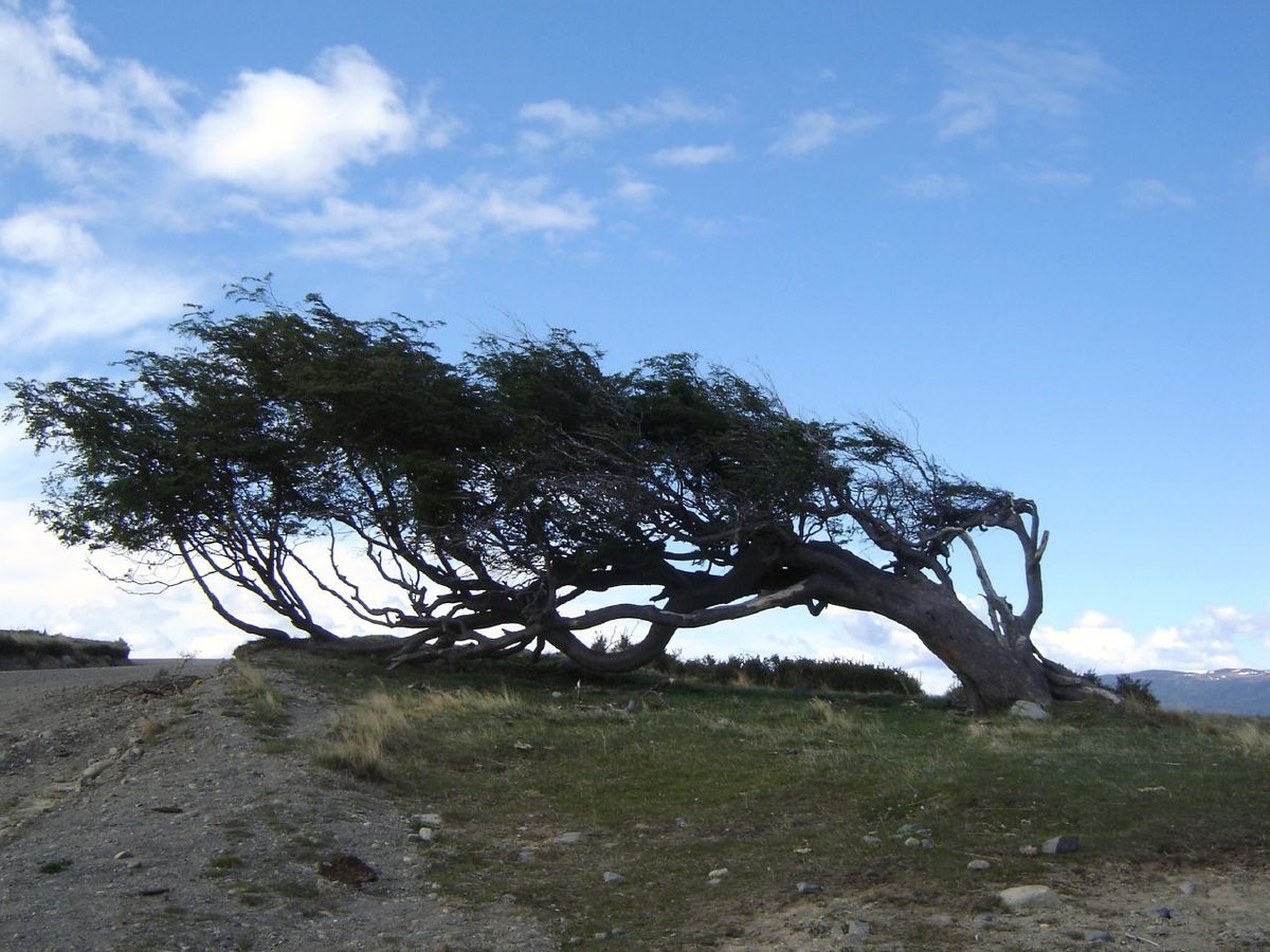 A tree bent almost flat by the prevailing wind near Ushuaia in Tierra del Fuego