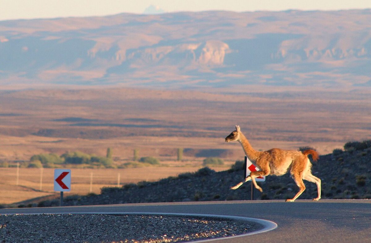 A guanaco running across a paved curve of Ruta 40, with the steppe and low hills behind
